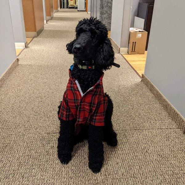 black-dog-in-plaid-shirt