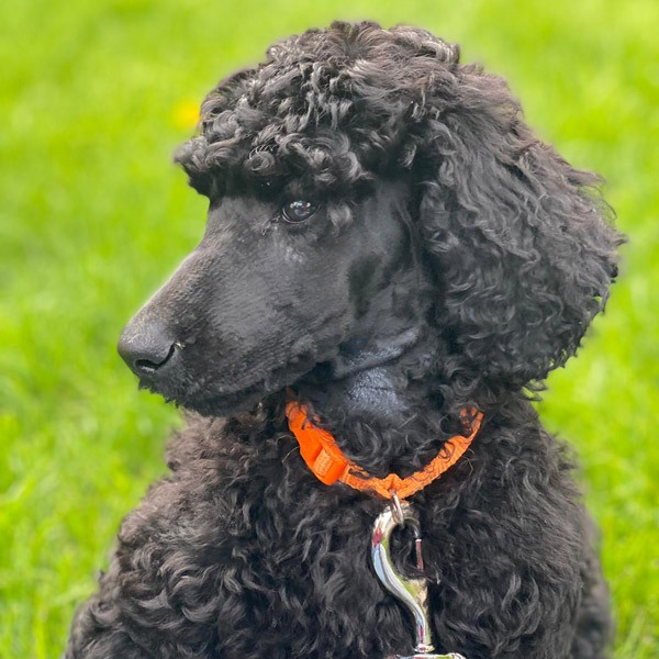 black-dog-outside