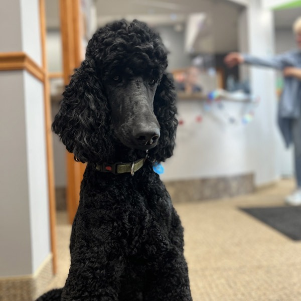 black-dog
